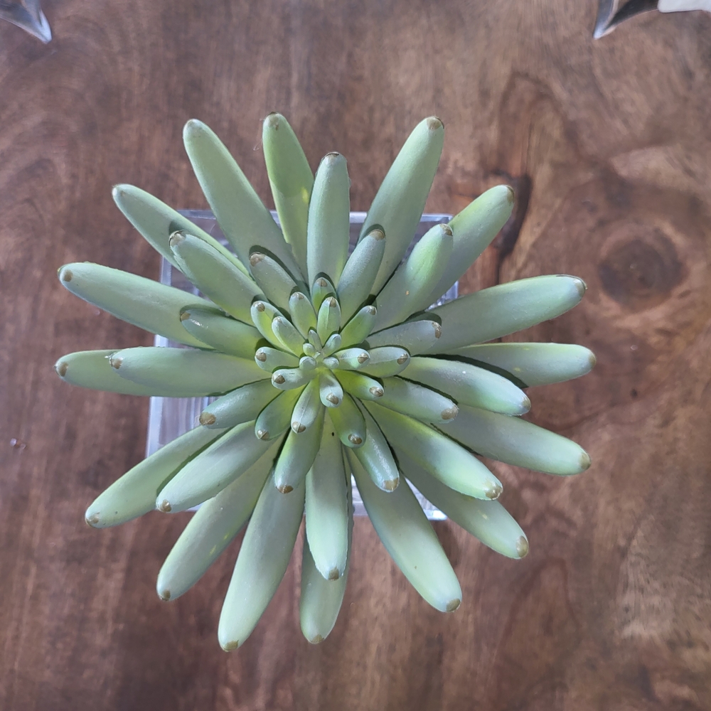 Faux Succulent Plant